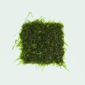 Java Moss Mat