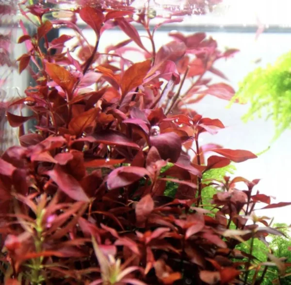 Alternanthera Rosanervig - Image 2
