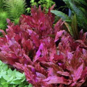 Alternanthera Rosanervig