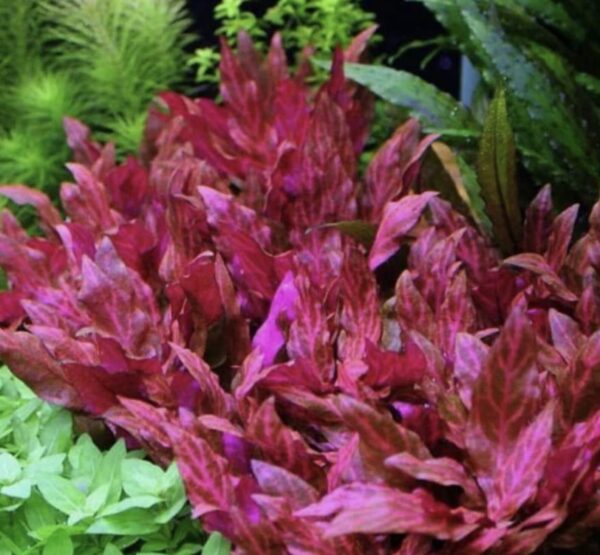 Alternanthera Rosanervig