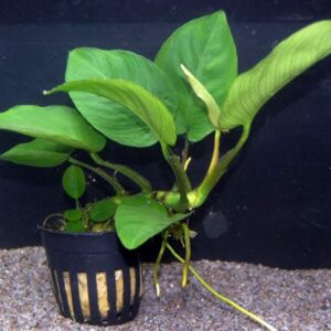 Anubias Barteri Freshwater Aquarium Plant