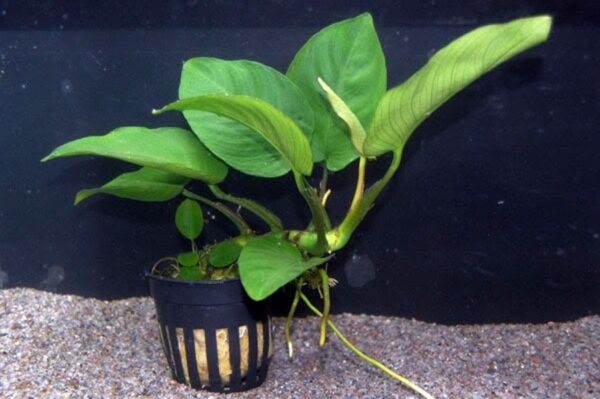 Anubias Barteri Freshwater Aquarium Plant