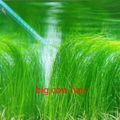Big Cow Hair Aquarium Plant