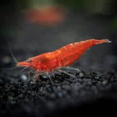 Cherry Shrimp - Vibrant Freshwater Invertebrates (10+1)