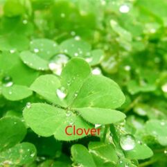 Dwarf Four Leaf Clover for Aquariums