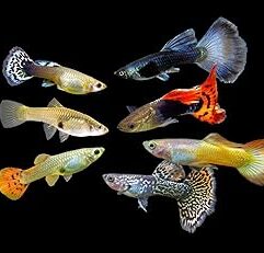 Fancy Guppies (Mixed)-(Min. order 4 Pairs) 8 Fish
