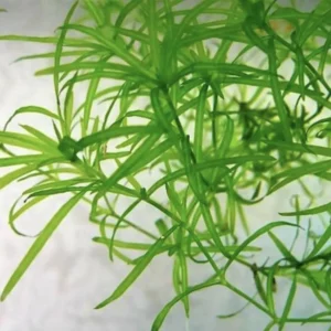 Guppy Grass (Najas guadalupensis)