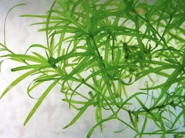 Guppy Grass (Najas guadalupensis)