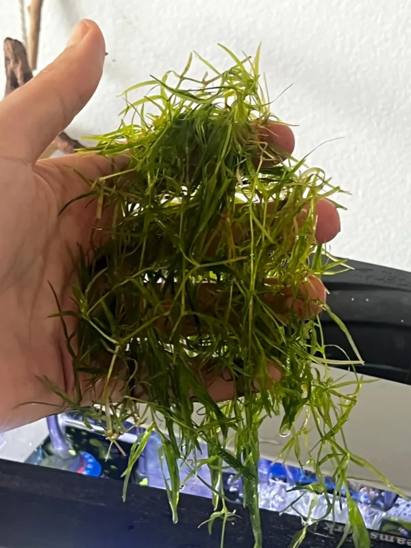 Guppy Grass (Najas guadalupensis) - Image 4