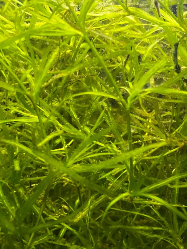 Guppy Grass (Najas guadalupensis) - Image 3