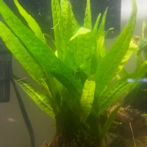 Java Fern (Microsorum Pteropus)