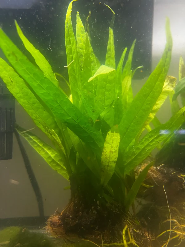 Java Fern (Microsorum Pteropus)