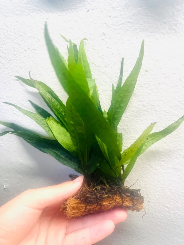 Java Fern (Microsorum Pteropus) - Image 2