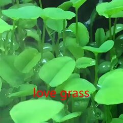 Love Grass for Aquariums
