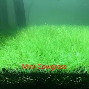 Mini Cow Grass
